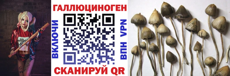 мега ССЫЛКА  хочу наркоту  Южа  Галлюциногенные грибы мицелий 